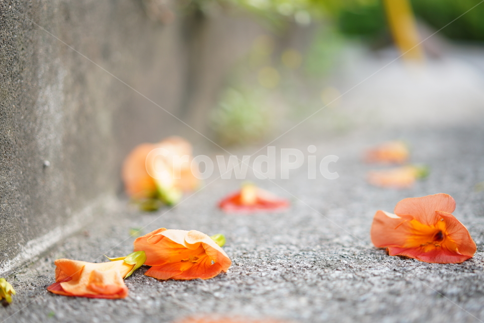 꽃,능소화,색감,컬러,식물,생물,플라워,flower,주황,생명