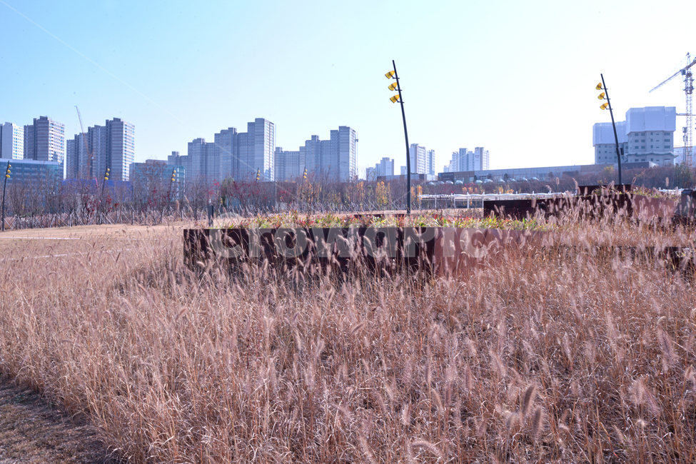 가을,갈대,산책,자연,풍경,가을,계절,fall,autumn,season,도시,풍경,city,landscape,한국도시풍경,한국도시경관,korea cityscape,plant,식물,grass,잔디