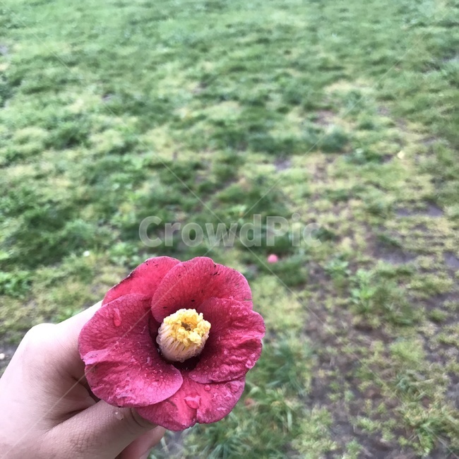 동백꽃,꽃,배경,비,화사한,공원,흐린날,꽃잎,꽃한송이,잔디,풀밭