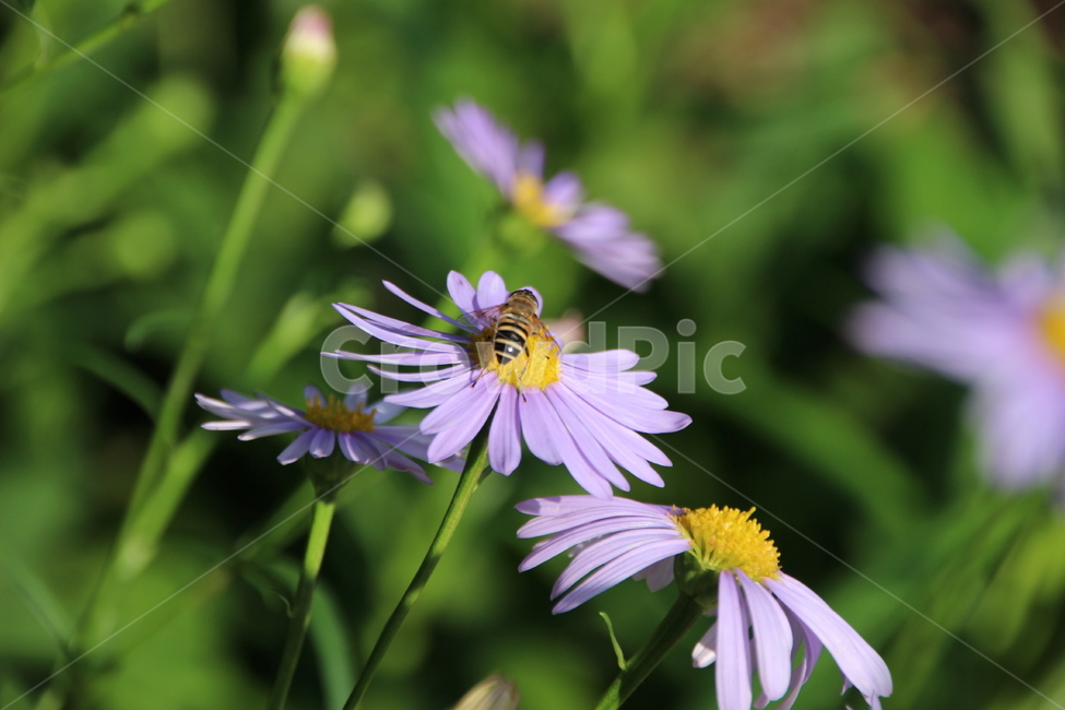 개미취,꽃,접사,꿀벌,여름,근접촬영,벌,들,야생화,aster,flower,bee,honeybee,blossom,closeup,plant,식물,pollen,화분,식물,자연,plants,nature,꽃,flower,곤충,벌레,insect,bug