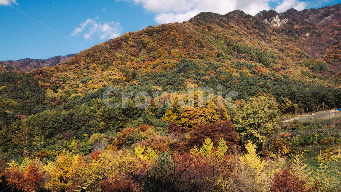 자연,산,가을,단풍,mountain,maple,autumn,fall,autumncolor,nature,풍경,landscape,가을,계절,fall,autumn,season,자연,풍경,nature,landscape,한국자연풍경,한국자연경관,korea nature landscape,outdoors,옥외,hill,언덕