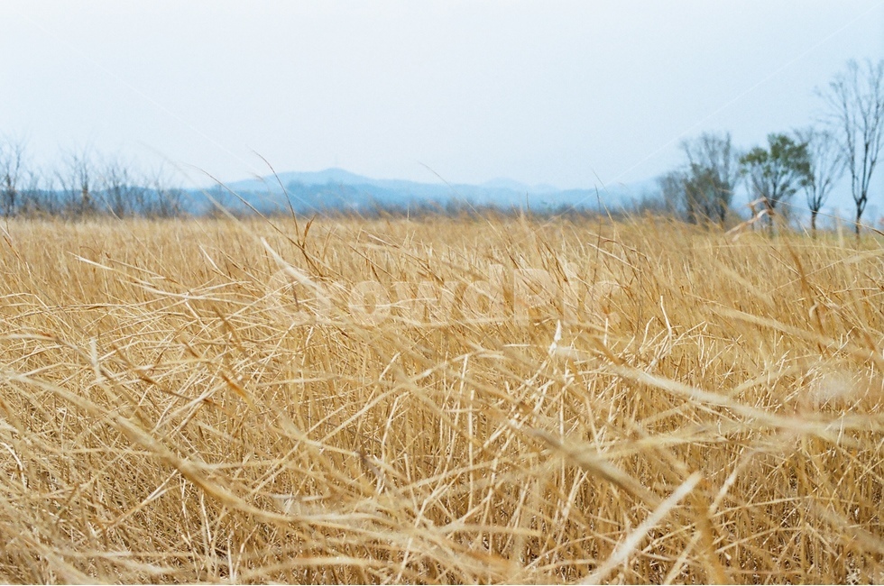 갈대,봄,가을,바람,들판,film,필름사진,가을,계절,fall,autumn,season,자연,풍경,nature,landscape,식물,plants,plant,food,음식,vegetable,야채,grain,곡물