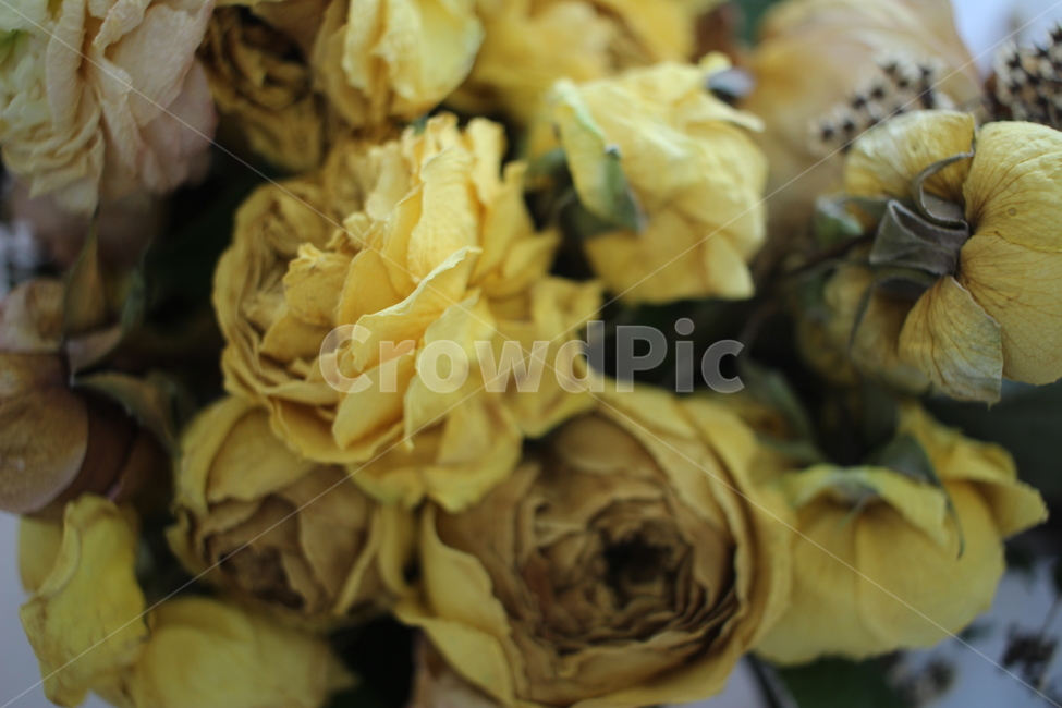 plant,식물,꽃,드라이플라워,장미,rose,flower,꽃다발,노란장미,yellowrose