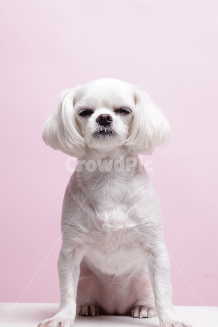 반려견,반려동물,강아지,개,애완견,애완동물,애견,per,dog,puppy,동물,animal,포유류,mammal,개,강아지,dog,doggy