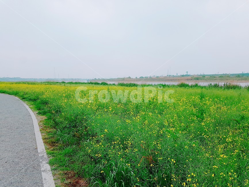 유채꽃,봄,꽃,노랑,초록,자연,풍경,nature,landscape,field,들,grassland,목초지,outdoors,옥외