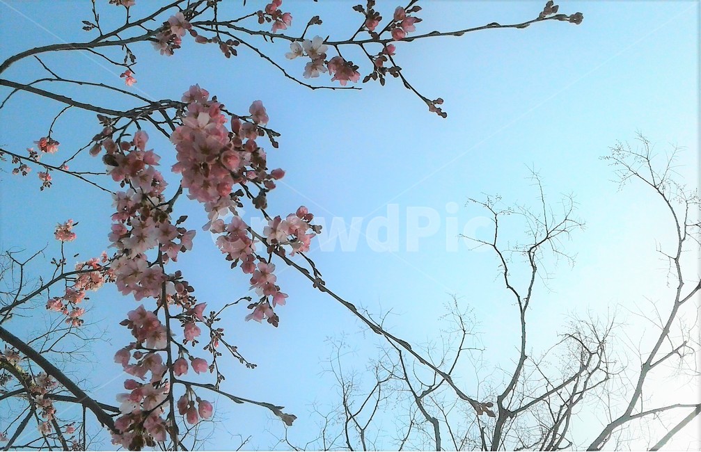 식물,봄,벚꽃,spring,꽃,하늘,cherryblossom