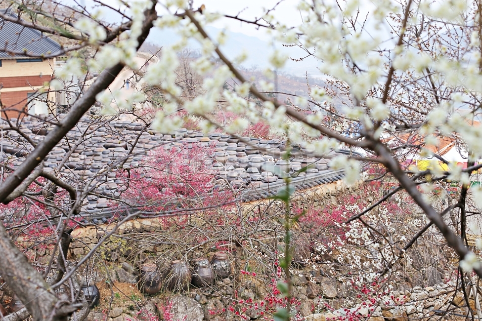 항아리,매화마을,매화축제,매화꽃,매화,flower,봄,계절,spring,season,식물,자연,plants,nature,꽃,flower,plant,cherry blossom,벚꽃,blossom