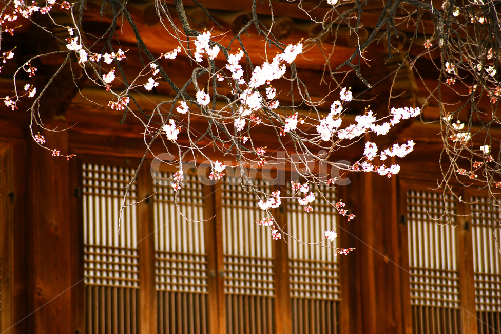 가옥,식물,plant,꽃,flower,벚꽃,cherryblossom,봄,계절,spring,season