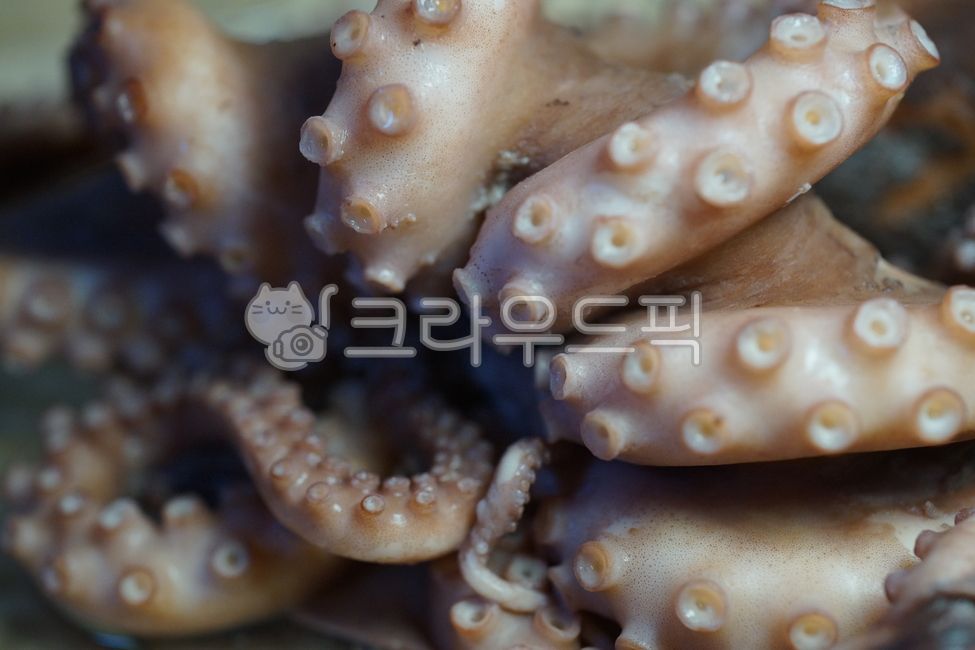 seafood,Poached octopus,octopus,stone octopus,ingredients,octopus sashimi,boiled octopus,cooking