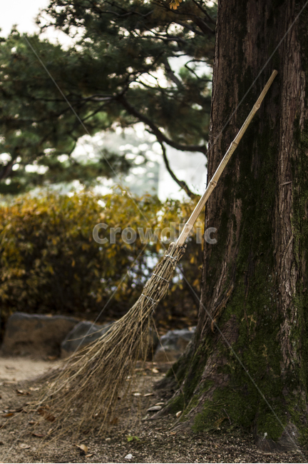 감성,가을,빗자루,나무,메타세콰이어,가을,계절,fall,autumn,season,사물,물건,오브젝트,thing,object,matter