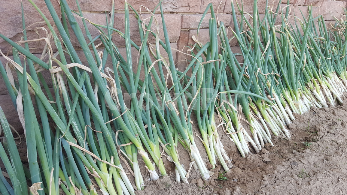 파,채소,녹색,식물,농촌,시골,산업,industry,industrial,농업,농사,agriculture,farming,farming industry
