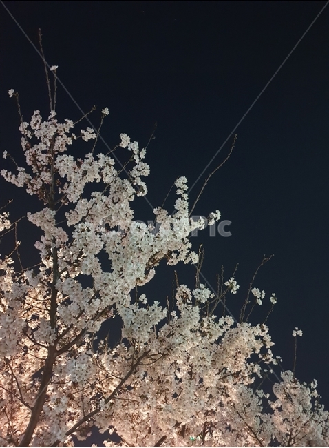 벚꽃,밤벚꽃,밤길,봄,따뜻
