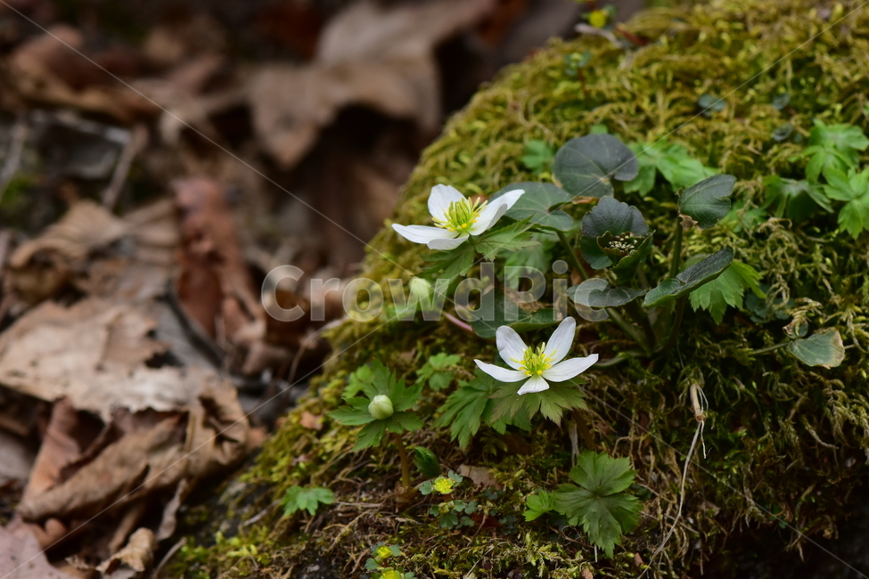 모데미풀,야생화,봄,꽃,풀꽃,자연,식물,식생,plants,nature,spring,season,flower