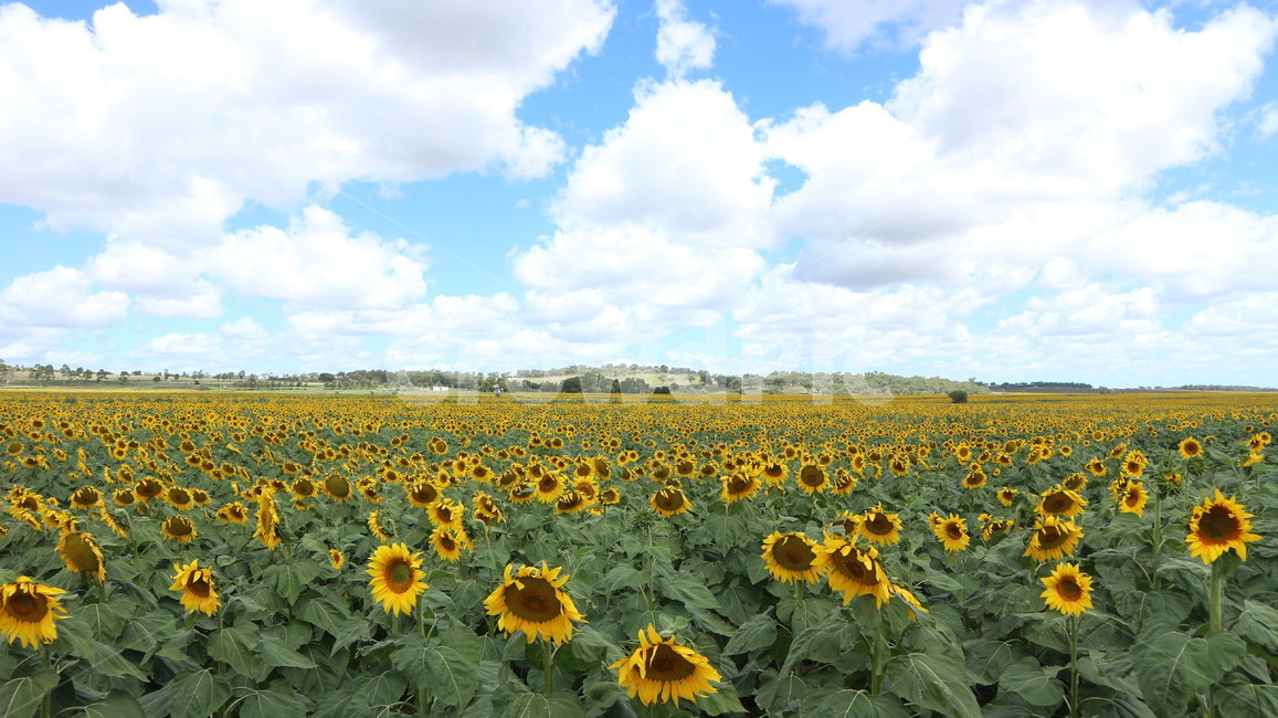 해바라기,노랑색,해바라기밭,꽃,여름,호주,sunflower,landscape,flower,field,yellow,summer,자연,풍경,nature,landscape,식물,plants,꽃,flower,plant