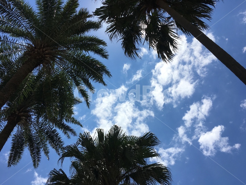 야자수,햇빛,light,빛,sunlight,하늘,여름,뜨거움,tree,arecaceae,summer,나무,sky,식물,자연,plants,nature,나무,trees,wood