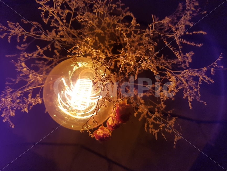 전구,불빛,꽃,드라이플라워,빛,조명,식물,자연,plants,nature,꽃,flower,실내용화초,화분,화초,house plant,인테리어,실내디자인,interior design