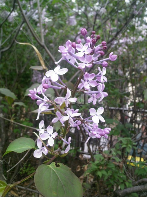 plant,식물,flower,꽃,라일락,식물,자연,plants,nature,꽃,flower