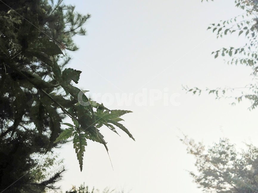 식물,나무,잎,하늘,나뭇가지,나무,trees,wood