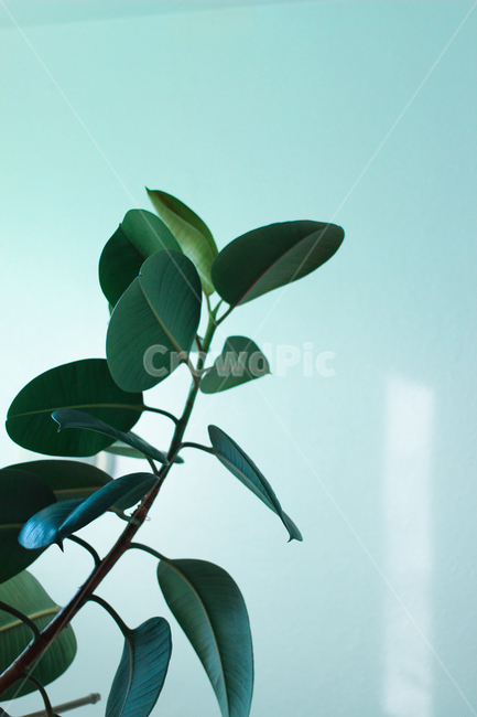식물,나무,여름,베란다,plant,tree,시원한,식물,자연,plants,nature
