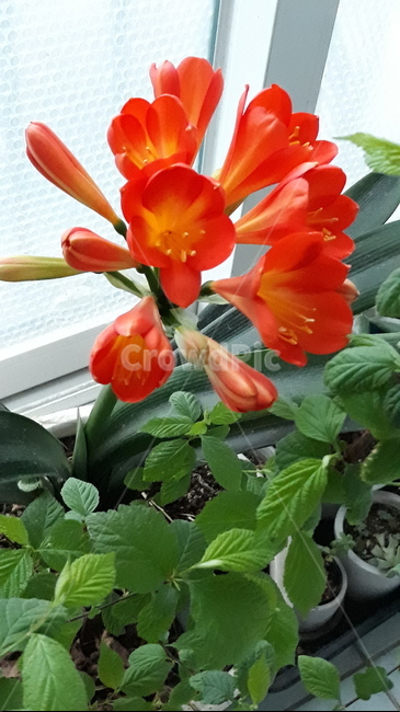 군자란,꽃,식물,봄꽃,꽃봉오리,flower,green