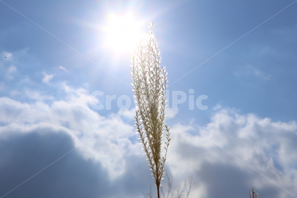 갈대,자연,가을해,하늘,배경,가을,계절,fall,autumn,season,식물,자연,plants,nature,grass,잔디,plant,light,빛,flare,플레어