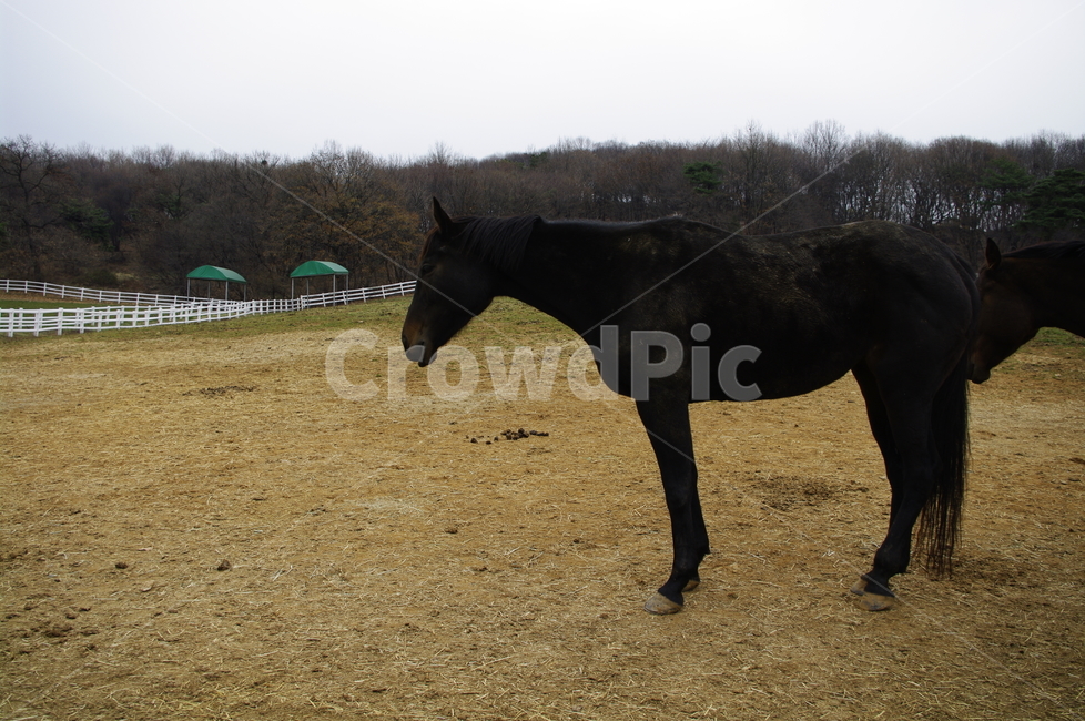 말,목장,울타리,동물,종마,말목장,동물,animal,포유류,mammal,산업,industry,industrial,목축업,목장,livestock farming,ranching,pasture