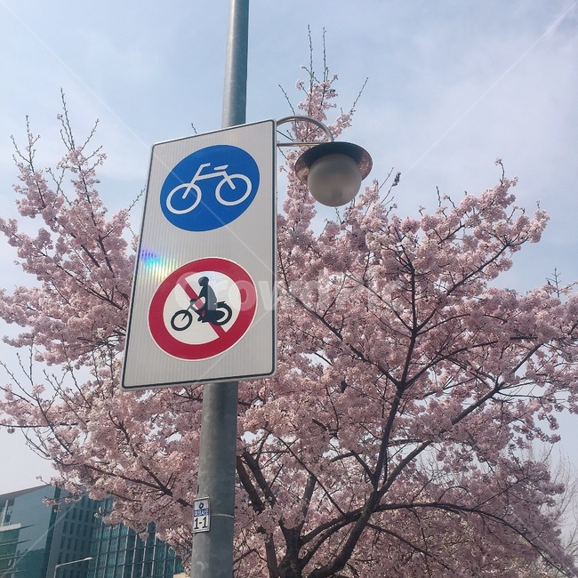 봄,벚꽃,벚꽃나무,여의도,벚꽃놀이,봄,계절,spring,season,식물,자연,plants,nature,꽃,flower,plant,cherry blossom,blossom