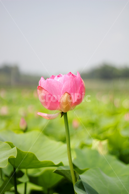 plant,식물,blossom,꽃,flower,lotus,연꽃,nature,자연,식물,자연,plants,nature,꽃,flower