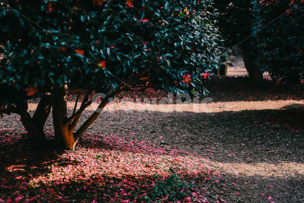 ground,tree,나무,바닥,plant,식물,잎,leaf,동백,동백꽃,겨울,계절,winter,season,자연,풍경,nature,landscape,식물,plants,꽃,flower
