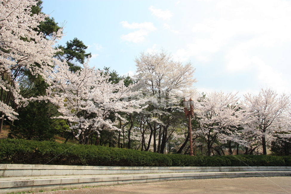 벚꽃,봄꽃,봄나들이,cherryblossom,꽃,중앙공원,plant,식물,blossom,flower