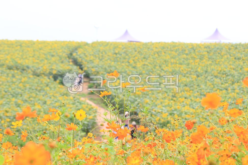 안성팜랜드,안성,팜랜드,풍경,자연,해바라기,식물,꽃,금계국