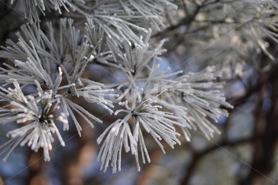 눈꽃,겨울,겨울산,자연,outdoors,나무,ice,snow,눈,tree,서리,겨울,계절,winter,season