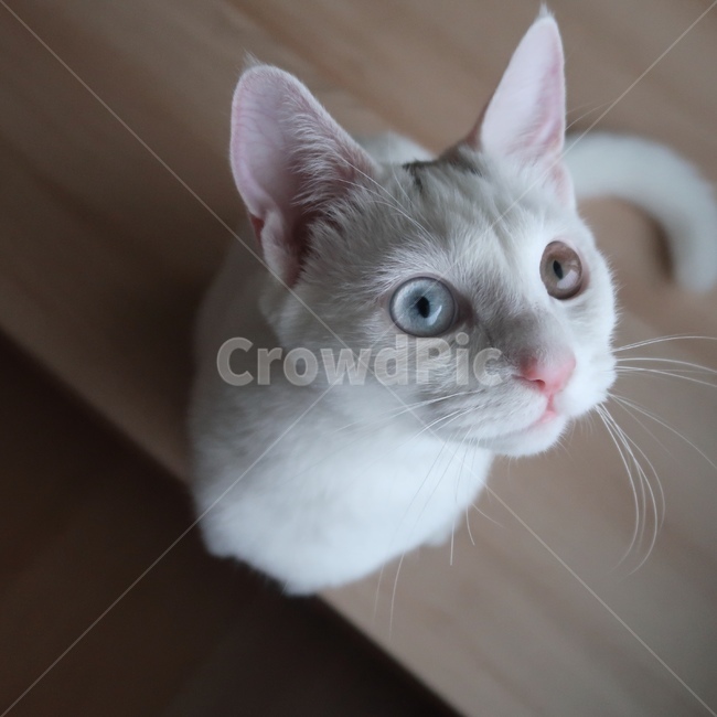 고양이,흰색,하양,흰고양이,하얀고양이,오드아이,근접샷