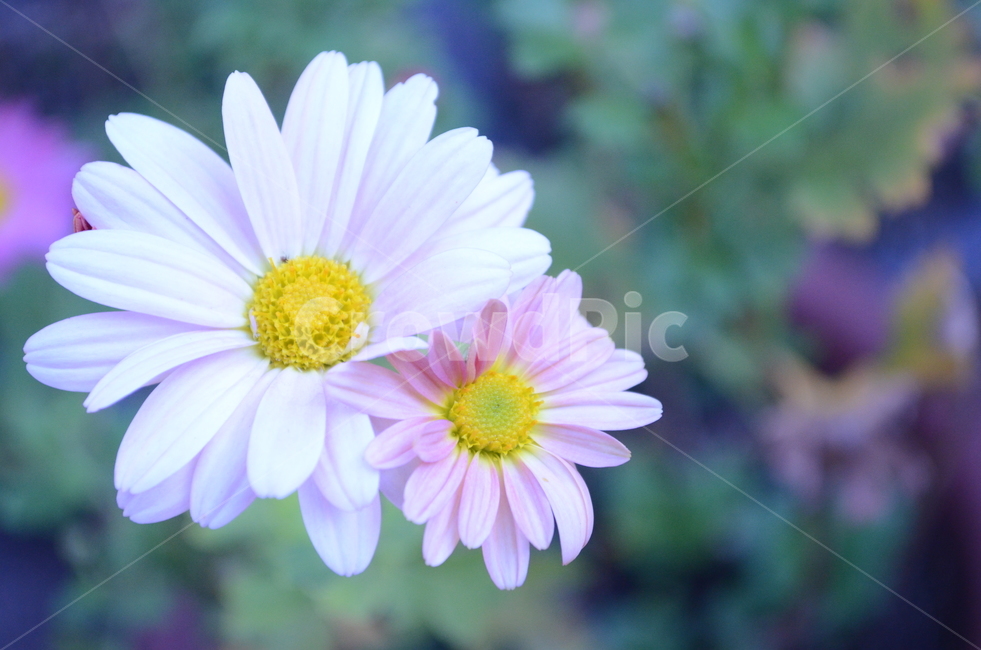 꽃,flower,blossom,식물,plant,흰색,하얀색,분홍색,싱그러움,국화,마당,꽃배경