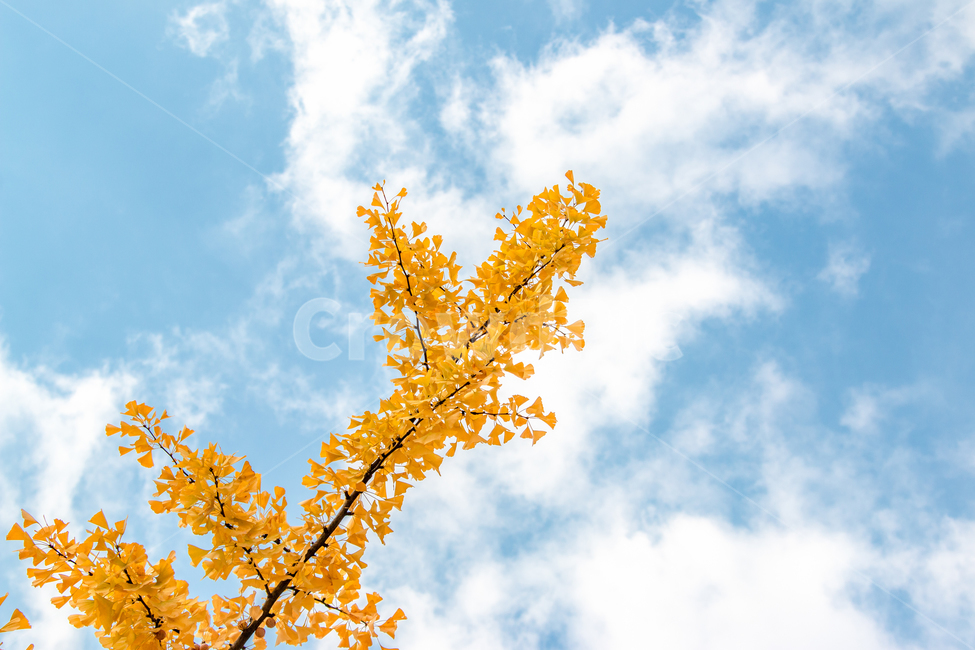 가을,autumn,fall,야외,outdoor,공원,park,자연,nature,맑은날,clear,식물,plant,leaf,잎,tree,나무,은행나무,은행잎,노란색,노랑,yellow,하늘,sky,파란색,파랑,blue,구름,cloud,clouds,가을,계절,fall,autumn,season,자연,풍경,nature,landscape