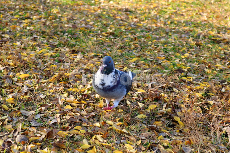비둘기,새,조류,동물,낙엽,풀밭,풀,가을,가을,계절,fall,autumn,season,동물,animal,조류,새,birds,bird,ground,바닥