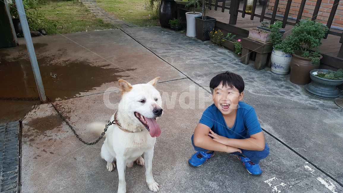 반려견,진돗개,가족,사랑,강아지,어린이,동물,animal,포유류,mammal,개,강아지,dog,doggy,사람,인물,인간,human,person,어린이,어린아이,child,children,kid