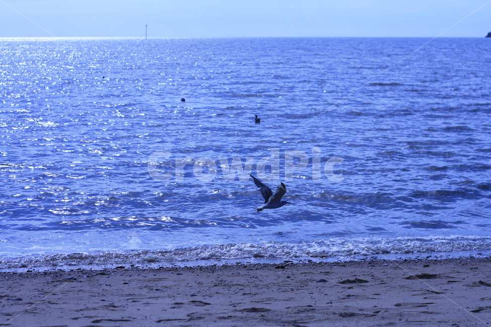 animal,동물,bird,새,바다,해변