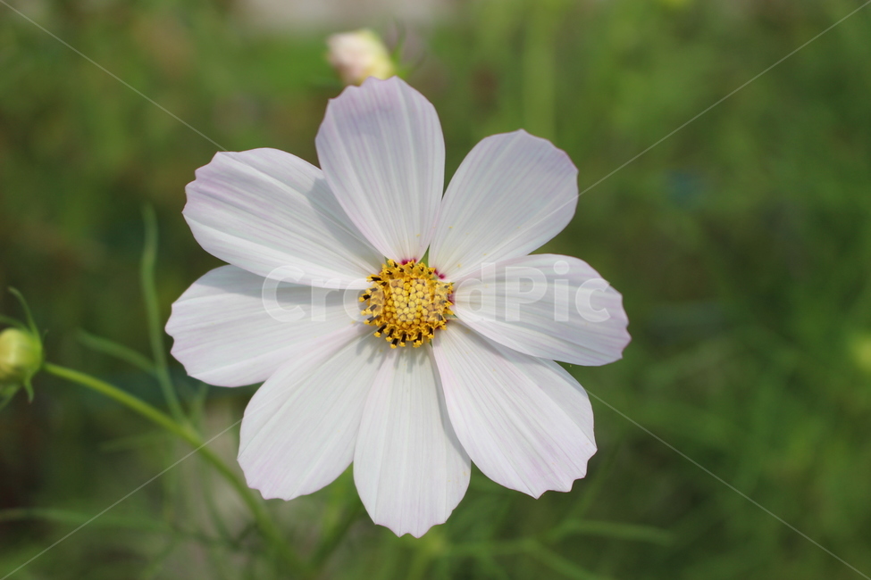 코스모스,가을,한송이,부드러운,시원한,깔끔,autumn,cosmos,soft,질감,그림자,볕,빛,햇볕,햇살,햇빛,결,꽃잎,잎,식물,꽃가루,화분,식물,자연,plants,nature,꽃,flower