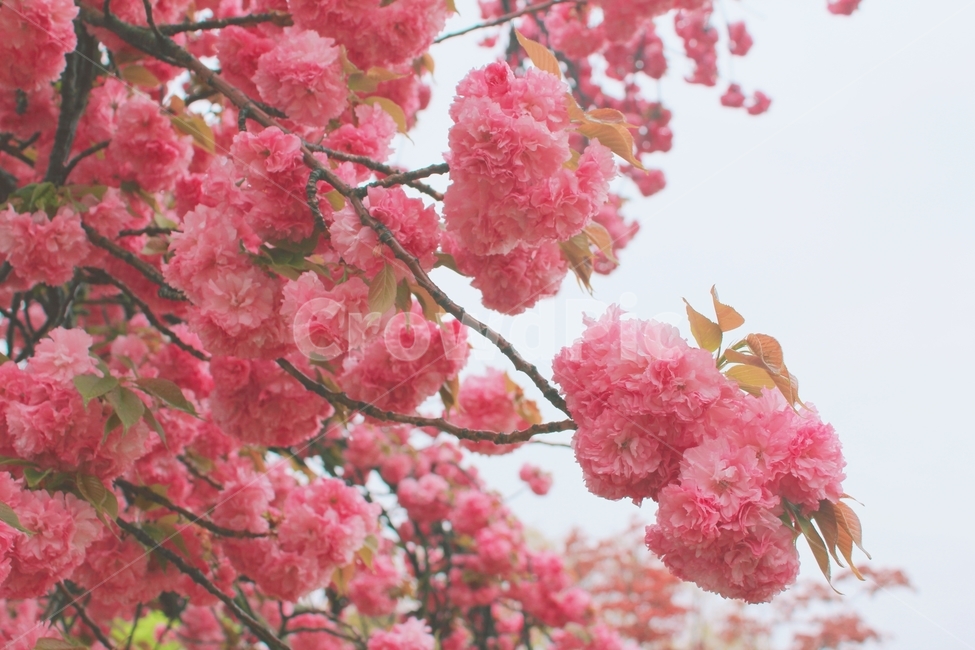 겹벚꽃,왕벚꽃,꽃놀이,감성사진,벚꽃,벚꽃놀이,힐링,봄,계절,spring,season,식물,자연,plants,nature,꽃,flower,감성,sensible,feeling,plant,blossom,cherry blossom