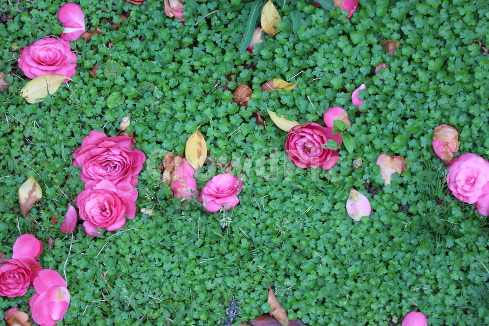 동백,꽃잎,꽃,잔디,네잎클로버,세잎클로버,분홍,식물,자연,plants,nature,꽃,flower