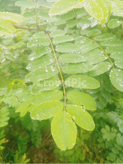잎,식물,green,초록,plant,빗물