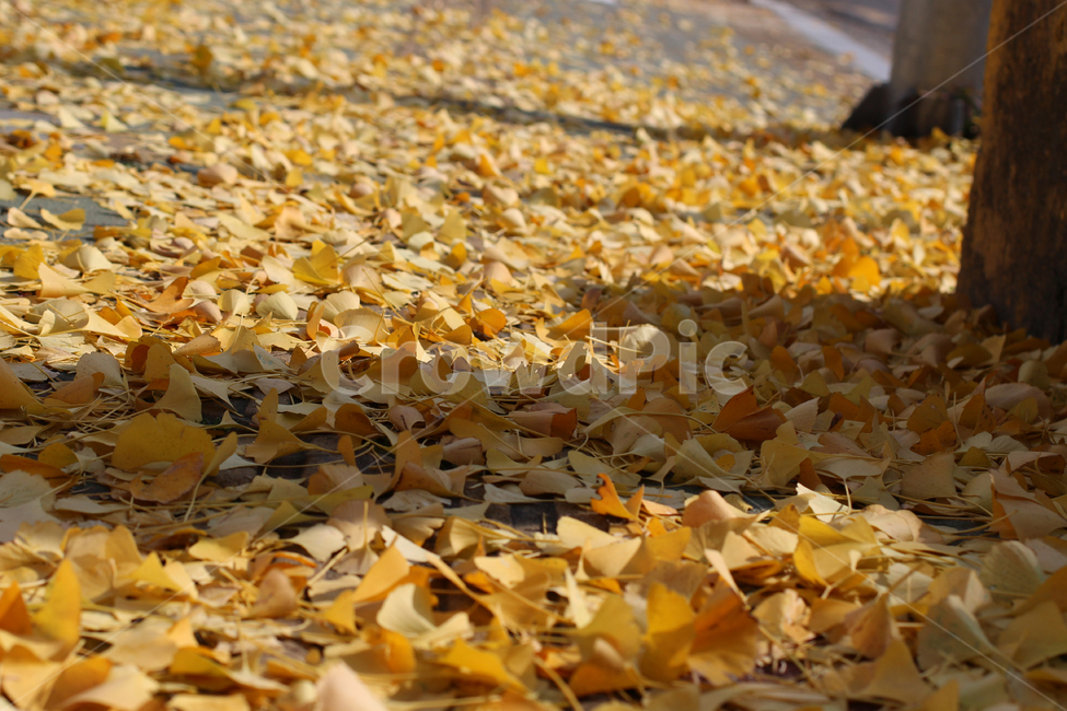 낙엽,공원,길,은행나무,은행잎,가을,계절,fall,autumn,season,plant,식물,leaf,잎,ground,바닥