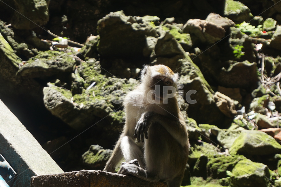 원숭이,동물,야생동물,animal,monkey,wild,말레이시아,malaysia,동물,animal,포유류,mammal