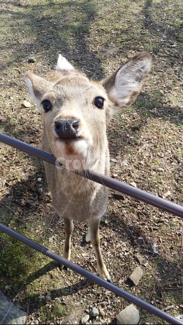 사슴,숲,일본,정면,귀여운,동물,동물,animal,포유류,mammal