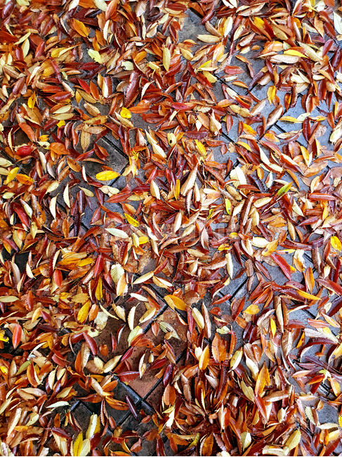낙엽,가을,가을낙엽,나뭇잎,단풍,fall,autumn,계절,season,감성,울긋불긋,풍경,나무,단풍잎,자연,식물,plants,nature,길거리,비,rainy,촉촉한,보도블럭,가을,계절,fall,autumn,season,food,음식,confectionery,과자,sweets