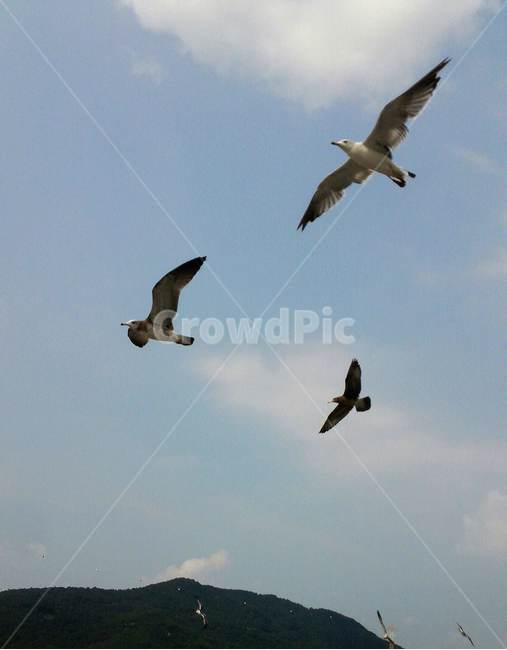 새,동물,하늘,갈매기,자유,자연,bird,seagull,nature,sky,animal,세로,세로사진,동물,animal,조류,새,birds