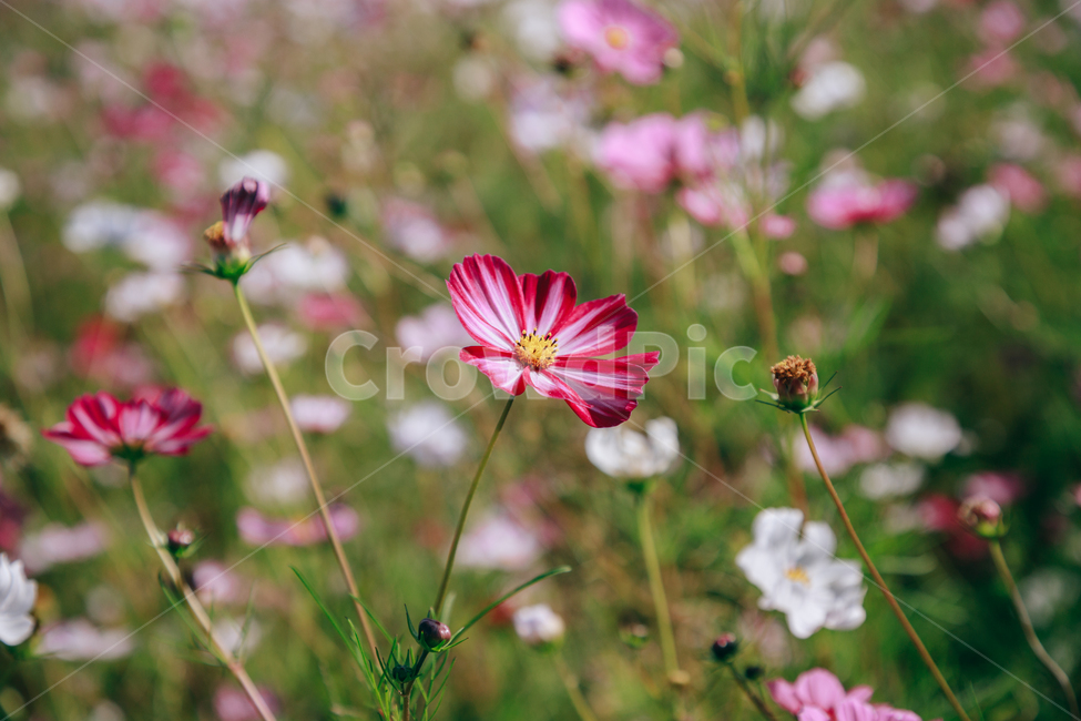 코스모스,꽃,자연,식물,가을,아름다운,commoncosmos,가을,계절,fall,autumn,season,식물,자연,plants,nature,꽃,flower,plant,petal,꽃잎,blossom