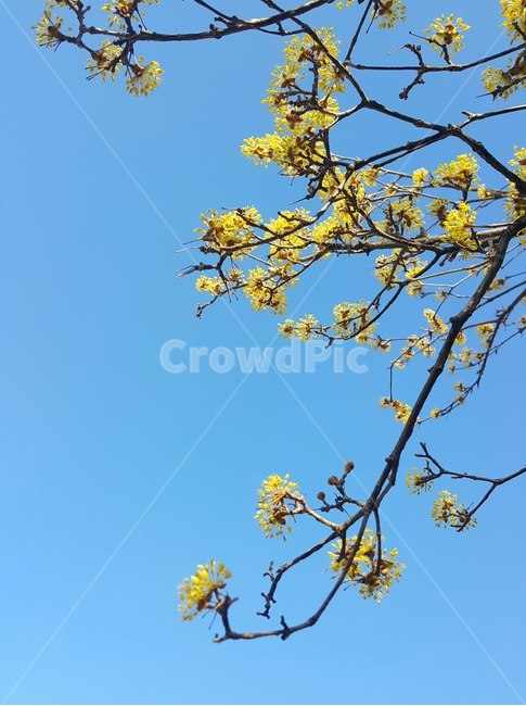 봄,산수유,하늘,맑음,blue,yellow,산책,꽃,봄,계절,spring,season,식물,자연,plants,nature,꽃,flower