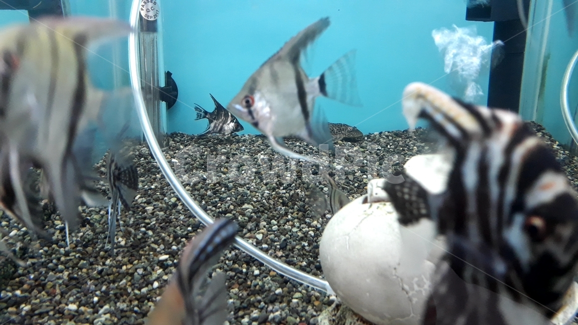 열대어,관상어,물고기,생선,fish,수족관,생물,해양생물,어류,물고기,fish